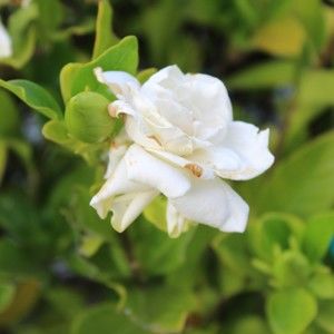 Meet your Posher, Ileana